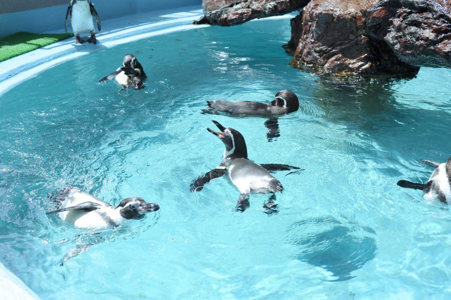 🐠 카츠라하마 수족관 (가쓰라하마 스이조쿠칸) 이미지 6